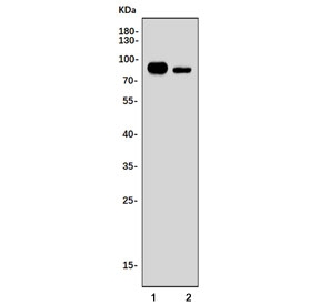 Chromogranin A Antibody Mouse Sample WB. Western blot testing of mouse 1) stomach and 2) Neuro-2a cell lysate with Chromogranin A antibody. Expected molecular weight: 50-75 kDa depending on glycosylation level.