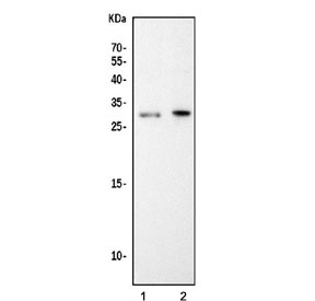 Western blot testing of 1) mouse RAW264.7 and 2) rat C6 cell lysate with Ddit3 antibody. Expected molecular weight: 19-29 kDa.