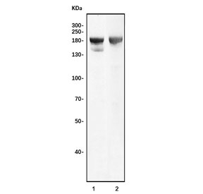 Western blot testing of 1) rat liver and 2) mouse liver tissue lysate with Duox2 antibody. Predicted molecular weight ~175 kDa.