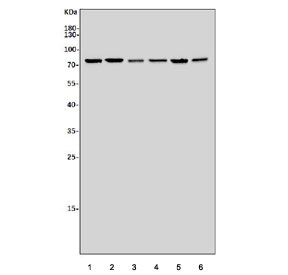 Western blot testing of 1) mouse ANA-1, 2) human HL60, 3) human U-2 OS, 4) human U-87 MG, 5) human K562 and 6) human HepG2 cell lysate with SGT1 antibody. Predicted molecular weight ~73 kDa.