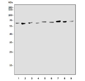 Western blot testing of 1) human T47-D, 2) human Caco-2, 3) human A549, 4) human MCF7, 5) monkey COS-7, 6) mouse testis, 7) mouse kidney, 8) mouse lung and 9) mouse ovary lysate with PAST1 antibody. Expected molecular weight ~61 kDa.