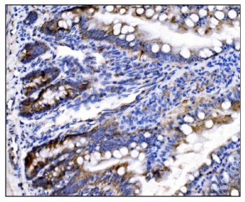 IHC staining of FFPE rat intestinal tissue with Holocytochrome c-type synthase antibody. HIER: boil tissue sections in pH8 EDTA for 20 min and allow to cool before testing.
