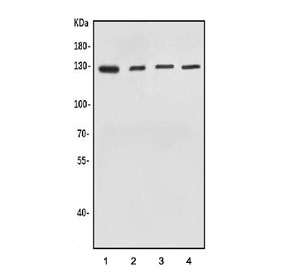 Western blot testing of 1) human HEK293, 2) human HeLa, 3) rat brain and 4) mouse brain lysate with O-GlcNAcase antibody. Predicted molecular weight ~103 kDa, routinely observed at ~130 kDa (cytoplasmic form) and ~75 kDa (nuclear form).