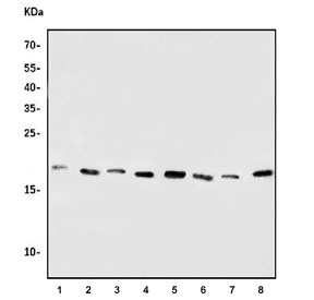 Western blot testing of 1) human Jurkat, 2) human HL60, 3) human ThP-1, 4) human K562, 5) human Caco-2, 6) rat C6, 7) mouse SP2/0 and 8) mouse NIH 3T3 cell lysate with SUMO2/3 cells. Expected molecular weight: 8-15 kDa.