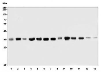 Western blot testing of 1) human A431, 2) human HL60, 3) human T-47D, 4) human HepG2, 5) monkey COS-7, 6) human HEK293, 7) human K562, 8) human U937, 9) rat liver, 10) rat stomach, 11) rat PC-12, 12) mouse liver and 13) mouse stomach lysate with TRAP alpha antibody. Expected molecular weight ~34 kDa.
