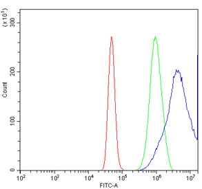 Flow cytometry testing of human A431 cells with KMT1B antibody at 1ug/million cells (blocked with goat sera); Red=cells alone, Green=isotype control, Blue= KMT1B antibody.
