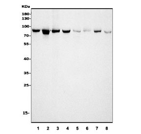 HSP90AA1 Antibody WB. Western blot analysis of human HeLa (lane 1), human HEK293 (lane 2), monkey COS-7 (lane 3), human HepG2 (lane 4), human A549 (lane 5), rat PC-3 (lane 6), rat RH35 (lane 7), and mouse HEPA1-6 (lane 8) cell lysates using HSP90AA1 Antibody / Molecular Chaperone Antibody demonstrates a prominent immunoreactive band at approximately 86-90 kDa across multiple mammalian cell lines. The staining pattern is consistent with expression of HSP90AA1 (HSP90 alpha), a highly conserved ATP-dependent molecular chaperone that regulates protein folding, stabilization of client proteins, signal transduction, and cellular stress-response pathways. HSP90AA1 is ubiquitously expressed in many cell types and plays essential roles in maintaining proteostasis and cellular homeostasis. The observed cross-species reactivity supports detection of HSP90AA1 in human, monkey, rat, and mouse samples by western blot analysis. Predicted molecular weight: approximately 86-90 kDa.