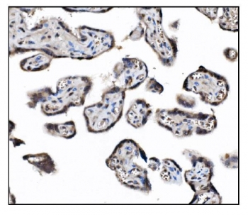 IHC staining of FFPE human placental tissue with COPS5 antibody. HIER: boil tissue sections in pH8 EDTA for 20 min and allow to cool before testing.