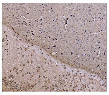IHC staining of FFPE mouse brain tissue with COPS5 antibody. HIER: boil tissue sections in pH8 EDTA for 20 min and allow to cool before testing.