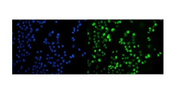 Immunofluorescent staining of FFPE human T-47D cells with COPS5 antibody (green) and DAPI nuclear stain (blue). HIER: steam section in pH6 citrate buffer for 20 min.
