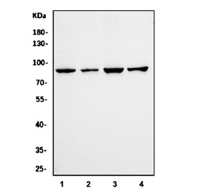 Western blot testing of human 1) Jurkat, 2) HeLa, 3) K562 and 4) PC-3 cell lysate with Calpain 1 antibody. Predicted molecular weight: ~82 kDa.