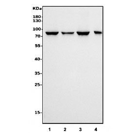Western blot testing of human 1) Jurkat, 2) HeLa, 3) K562 and 4) PC-3 cell lysate with CAPN1 antibody. Predicted molecular weight: ~82 kDa.