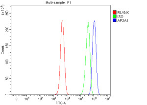 AP2A1 Antibody SH-SY5Y Cell FACS. Flow cytometry testing of fixed human SH-SY5Y neuroblastoma cells with AP2A1 Antibody at 1 ug/million cells. Cells were fixed with 4% paraformaldehyde, blocked with 10% goat serum and incubated with AP2A1 antibody, followed by DyLight 488-conjugated goat anti-rabbit IgG secondary antibody detection. Red: unstained cells; Green: isotype control; Blue: AP2A1 antibody. AP2A1 Antibody / Clathrin Adaptor Protein Antibody, validated using AP2A1 knockout cells, demonstrates increased fluorescence intensity consistent with AP2A1 expression and supports studies of clathrin-mediated endocytosis, vesicle trafficking and receptor internalization pathways.