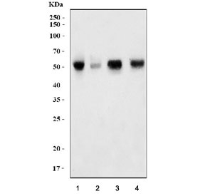ERG Antibody Human Mouse, Rat WB. Western blot testing of human 1) COLO-320, 2) rat liver, 3) mouse heart and 4) mouse kidney lysate with ERG antibody. Predicted molecular weight ~54 kDa.