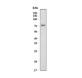 Western blot testing of mouse lung tissue lysate with Gbp4 antibody. Predicted molecular weight ~73 kDa.