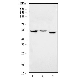 Western blot testing of human 1) K562, 2) HEL and 3) HL60 cell lysate with SSB antibody. Predicted molecular weight ~47 kDa.