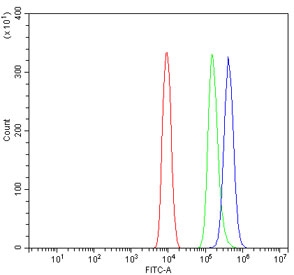 Flow cytometry testing of mouse ANA-1 cells with RAB11A antibody at 1ug/million cells (blocked with goat sera); Red=cells alone, Green=isotype control, Blue= RAB11A antibody.