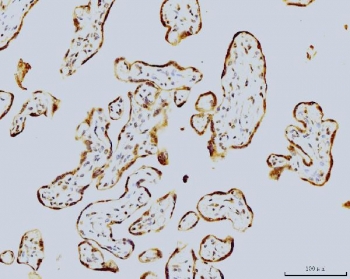 IHC staining of FFPE human placental tissue with LSM8 antibody. HIER: boil tissue sections in pH8 EDTA for 20 min and allow to cool before testing.