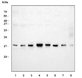 Western blot testing of 1) human HL60, 2) human Jurkat, 3) human ThP-1, 4) human K562, 5) rat testis, 6) rat pancreas, 7) mouse testis and 8) mouse pancreas tissue lysate with LSM8 antibody. Predicted molecular weight ~11 kDa.
