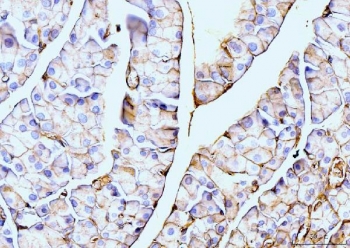 IHC staining of FFPE rat pancreas tissue with Annexin VI antibody. HIER: boil tissue sections in pH8 EDTA for 20 min and allow to cool before testing.