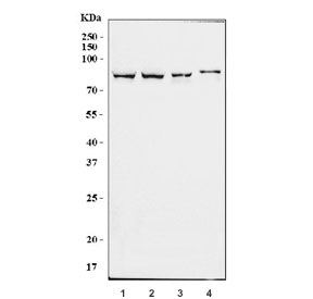 Western blot testing of 1) human HepG2, 2) HEK293, 3) monkey COS7 and 4) human HeLa cell lysate with CRTC3 antibody. Predicted molecular weight ~67 kDa but commonly observed at 70-80 kDa.