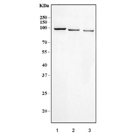 Western blot testing of 1) human HeLa, 2) monkey COS-7 and 3) human K562 cell lysate with Dnmt3b antibody. Predicted molecular weight: 95 kDa.