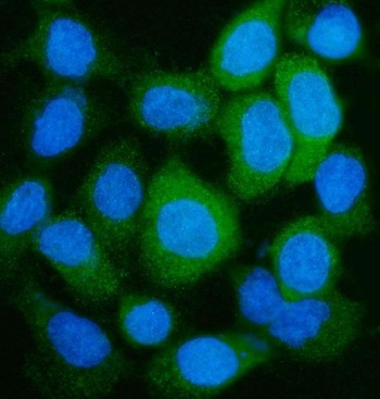 Immunofluorescence analysis of GLUL Antibody Rabbit Polyclonal in human A431 cells. Formalin-fixed, paraffin-embedded A431 cells show cytoplasmic fluorescence signal consistent with Glutamate-ammonia ligase (Glutamine synthetase) localization. GLUL antibody staining appears in the cytoplasm (green), while nuclei are counterstained with DAPI (blue). The fluorescence pattern surrounds but does not overlap with nuclear staining, supporting cytoplasmic distribution of GLUL. Heat-induced epitope retrieval was performed by steaming sections in pH 6 citrate buffer for 20 min prior to antibody incubation.