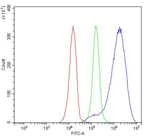 HMGCS1 Antibody JK-1 Flow Cytometry. Flow cytometric analysis of human JK-1 cells stained with HMGCS1 Antibody / Mevalonate Pathway Enzyme Antibody demonstrates a clear rightward shift of the positive population (blue) relative to both the isotype control (green) and unstained cells (red). The observed fluorescence profile is consistent with expression of HMGCS1, a key cytosolic enzyme of the mevalonate pathway that catalyzes the formation of HMG-CoA, an essential precursor for cholesterol and isoprenoid biosynthesis. The distinct separation between antibody-stained and control populations supports specific detection of endogenous HMGCS1 by flow cytometry. Cells were blocked with goat serum and stained with HMGCS1 antibody at 1 ug/million cells. Red = cells alone, Green = isotype control, Blue = HMGCS1 antibody.