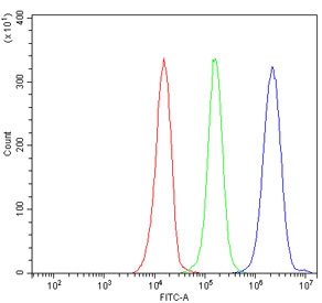 Flow cytometry testing of human JK-1 cells with KIFC1 antibody at 1ug/million cells (blocked with goat sera); Red=cells alone, Green=isotype control, Blue= KIFC1 antibody.