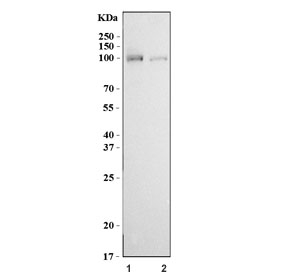 Western blot testing of human 1) Raji and 2) Jurkat cell lysate with HPK1 antibody. Predicted molecular weight ~96 kDa.