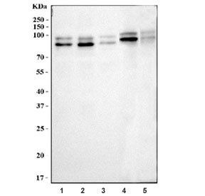 Western blot testing of 1) human HeLa, 2) human 293T, 3) human HL60, 4) rat pancreas and 5) mouse pancreas tissue lysate with OS9 antibody. Expected molecular weight: 61-76 kDa (multiple isoforms) but may be observed at higher molecular weights due to glycosylation. Isoform OS-9-1 is commonly observed at 76-97 kDa and isoform OS-9-2 is commonly observed at 69-83 kDa.
