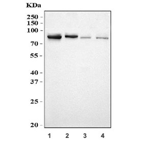 Western blot testing of 1) human HEK293, 2) human HeLa, 3) rat brain and 4) rat C6 cell lysate with Spartin antibody. Predicted molecular weight ~73 kDa.