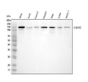 UBAP2 Antibody Human Cancer Cell WB. Western blot analysis of UBAP2 Antibody using lane 1: human HeLa, lane 2: human A431, lane 3: human Caco-2, lane 4: human HepG2, lane 5: human SiHa, lane 6: human A549 and lane 7: human MCF-7 cell lysates. A specific band is detected at approximately 140 kDa across all cell lines, migrating higher than the predicted molecular weight of approximately 117 kDa. This mobility difference may reflect post-translational modification or other factors influencing electrophoretic migration. These results support the use of UBAP2 Antibody, also called Ubiquitin-Associated Protein 2 Antibody, for studies of ubiquitin-associated protein function, intracellular protein trafficking and cellular homeostasis.