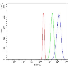 ZC3H7A Antibody HL60 FACS. Flow cytometry analysis of human HL60 cells using ZC3H7A Antibody / Zinc Finger CCCH-Type Containing 7A Antibody demonstrates a pronounced rightward shift of the blue histogram relative to the isotype control (green), indicating specific detection of ZC3H7A expression. Zinc finger CCCH-type containing 7A (ZC3H7A) is an RNA-binding protein that participates in RNA metabolism, messenger RNA processing, and post-transcriptional regulation of gene expression through its CCCH-type zinc finger domains. The observed fluorescence shift is consistent with intracellular expression of this RNA regulatory protein in human HL60 cells and supports the use of ZC3H7A antibody for studies of RNA-binding protein biology, transcript regulation, and gene expression control pathways. Cells were blocked with goat sera prior to staining. Red = cells alone, Green = isotype control, Blue = ZC3H7A antibody.