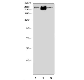 Western blot testing of 1) human ThP-1, 2) rat stomach and 3) rat C6 cell lysate with ZNF318 antibody. Predicted molecular weight ~251 kDa.