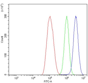 Interferon Regulatory Factor 7 Antibody Human ThP-1 Cell FACS. Flow cytometry analysis of human ThP-1 cells using IRF7 Antibody demonstrates a distinct rightward shift of the positive cell population (blue) relative to the isotype control (green) and unstained cells (red), consistent with specific detection of Interferon Regulatory Factor 7 (IRF7). IRF7 is a transcription factor that serves as a master regulator of type I interferon production and antiviral immune signaling pathways. The observed staining profile supports expression of IRF7 in ThP-1 monocytic cells and is consistent with its established role in innate immunity, inflammatory signaling, and host defense responses. Cells were stained using 1 Âµg antibody per million cells following blocking with goat serum. Red = cells alone; Green = isotype control; Blue = IRF7 antibody.