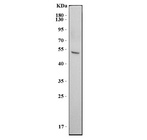 Interferon Regulatory Factor 7 Antibody Human HEK293 Cell WB. Western blot analysis of human HEK293 cell lysate using Interferon Regulatory Factor 7 Antibody / IRF7 Antibody demonstrates a prominent immunoreactive band at approximately 50-55 kDa, consistent with the predicted molecular weight of Interferon Regulatory Factor 7 (IRF7). IRF7 is a transcription factor that serves as a master regulator of type I interferon production and antiviral immune responses. The observed migration pattern is consistent with expression of IRF7 in HEK293 cells and may vary depending on phosphorylation status and other post-translational modifications associated with activation of interferon signaling pathways.