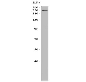 Western blot testing of rat heart tissue with Myosin Heavy Chain 3 antibody. Predicted molecular weight ~224 kDa.