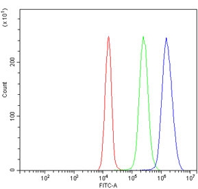 Flow cytometry testing of human JK-1 cells with Endophilin A1 antibody at 1ug/million cells (blocked with goat sera); Red=cells alone, Green=isotype control, Blue= Endophilin A1 antibody.