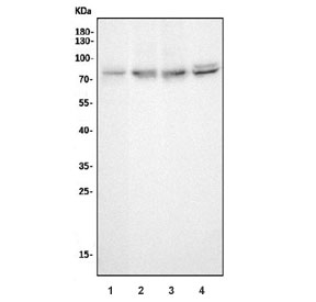 Western blot testing of human 1) HeLa, 2) Raji, 3) Jurkat and 4) U-87 MG cell lysate with Sentrin-specific protease 1 antibody. Predicted molecular weight ~73 kDa.