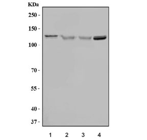Western blot testing of 1) human HeLa, 2) human 293T, 3) human K562 and 4) mouse testis tissue lysate with BUB1 antibody. Predicted molecular weight ~122 kDa.