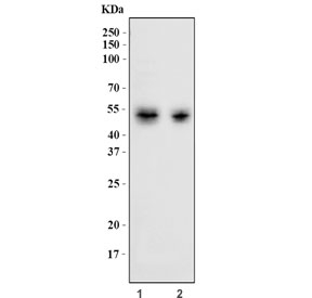 Western blot testing of human 1) MOLT4 and 2) Jurkat cell lysate with CD2 antibody. Expected molecular weight ~47 kDa.