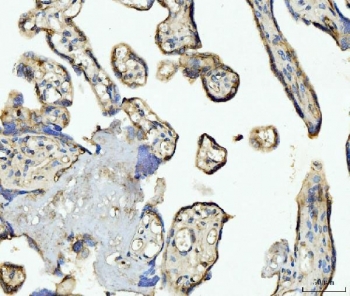 IHC staining of FFPE human placental tissue with CD93 antibody. HIER: boil tissue sections in pH8 EDTA for 20 min and allow to cool before testing.