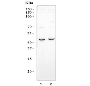 Western blot testing of human 1) K562 and 2) HEL cell lysate with E2F3 antibody. Predicted molecular weight ~49 kDa.