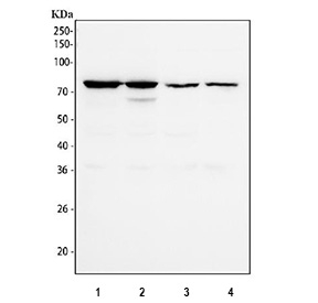 Western blot testing of human 1) PC-3, 2) Caco-2, 3) K562 and 4) MCF7 cell lysate with ECD antibody. Predicted molecular weight ~73 kDa.