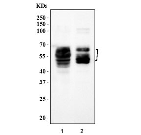 Western blot testing of 1) rat brain and 2) mouse brain tissue lysate with MAPT antibody. The MAPT antibody detects multiple bands between approximately 50 and 70 kDa, representing the known mixture of Tau splice isoforms and heavily phosphorylated forms in adult brain. This characteristic multi-band ladder is consistent with published MAPT western blot patterns rather than a single band at the theoretical ~79 kDa mass.
