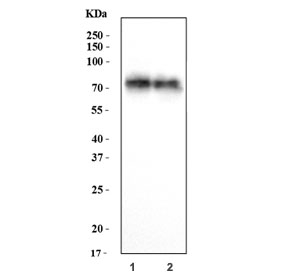 Western blot testing of human 1) A549 and 2) HT1080 cell lysate with CD155 antibody. Predicted molecular weight: 40-45 kDa (multiple isoforms), but may be observed at higher molecular weights due to glycosylation.