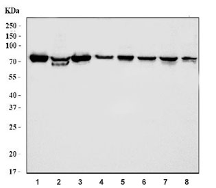 Western blot testing of 1) human K562, 2) human HL60, 3) human 293T, 4) human U-87 MG, 5) rat heart, 6) rat brain, 7) mouse heart and 8) mouse brain tissue lysate with HSP75 antibody. Expected molecular weight: 75-80 kDa.