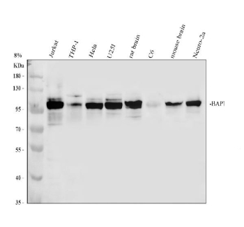 Western blot analysis of BAP1 expression. Whole cell lysates or tissue lysates from human Jurkat cells (lane 1), human THP-1 cells (lane 2), human HeLa cells (lane 3), human U251 cells (lane 4), rat brain tissue (lane 5), rat C6 cells (lane 6), mouse brain tissue (lane 7), and mouse Neuro-2a cells (lane 8) were separated by SDS-PAGE and probed with anti-BRCA1-Associated Protein 1 antibody. A specific immunoreactive band is detected predominantly at approximately 95-100 kDa across multiple samples, corresponding to BRCA1-associated protein 1. The predicted molecular weight of BAP1 based on its amino acid sequence is approximately 80 kDa; the higher apparent molecular weight observed on SDS-PAGE is consistent with reported post-translational modifications and known migration behavior of BAP1, which commonly appears at an elevated apparent molecular weight in western blot analyses.