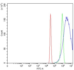Flow cytometry testing of human HeLa cells with Claudin 18 antibody at 1ug/million cells (blocked with goat sera); Red=cells alone, Green=isotype control, Blue= Claudin 18 antibody.